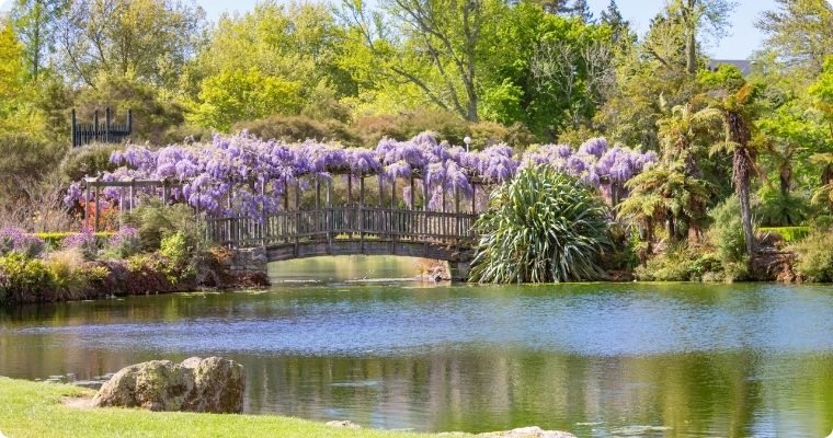 Brdge overed in stunning purple flowers over river in Kuirau Park Rotorua 